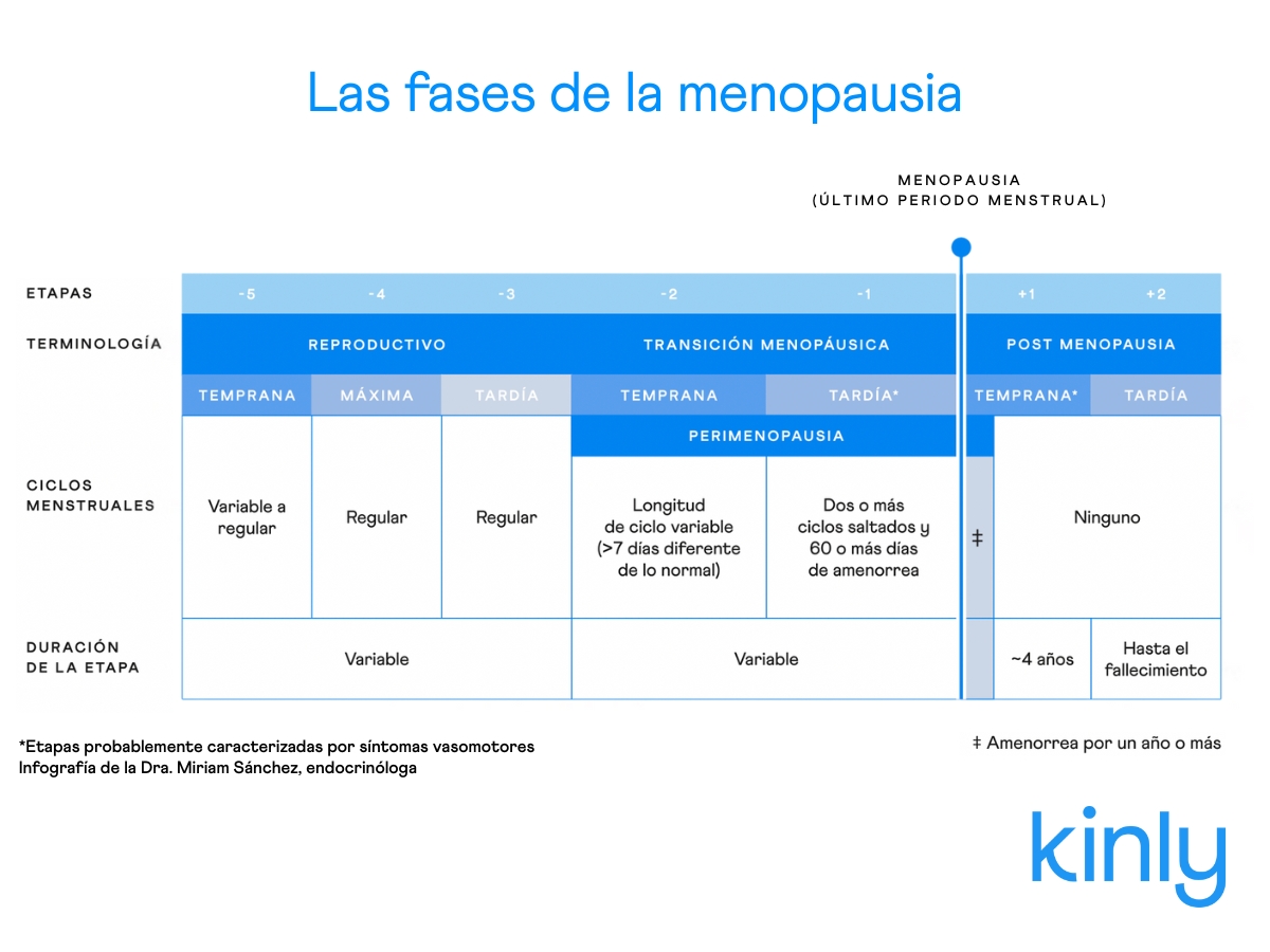 Ilustración simple de las fases menopausia, mostrando edad reproductiva, perimenopausia, menopausia y postmenopausia.